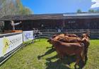 Exposición de Bovinos de Neuquén: saldrán más de 500 animales a la venta este fin de semana en Junín de los Andes 