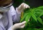 Cannabis: una decisión oficial pone en riesgo la creación de 10.000 empleos y u$s50 millones de exportaciones