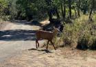 Huemul cruza desde Los Ríos al Parque Lanín luego de 30 años de ausencia en esa zona Argentina