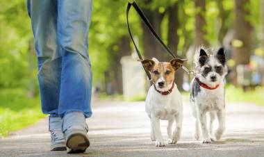 Una ordenanza regula el paseo de mascotas en espacios públicos de Plaza Huincul