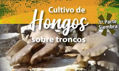 PLOTTIER Crece el Cultivo de Hongos en la Region 
