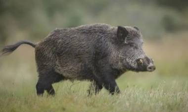 Los jabalíes invaden Llao Llao en Bariloche: qué debemos hacer si encontramos un animal