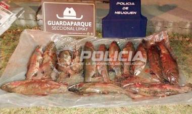 Secuestran 14 truchas en un control vehicular