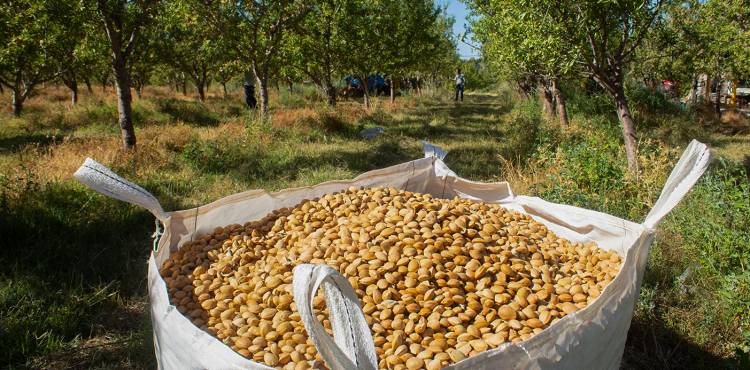 Productores de almendras estrenan la cosecha mecanizada de forma conjunta
