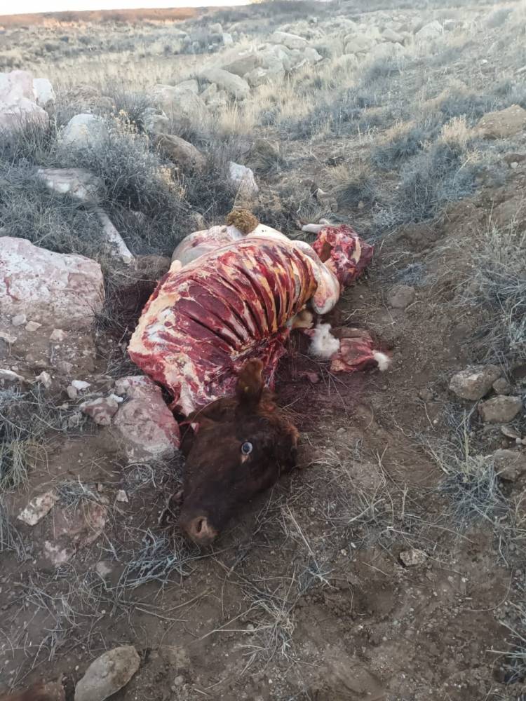 ABIGEATO SIN CONTROL