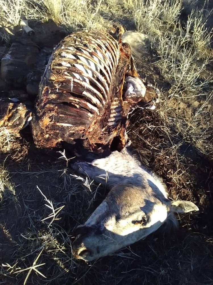 ABIGEATO SIN CONTROL