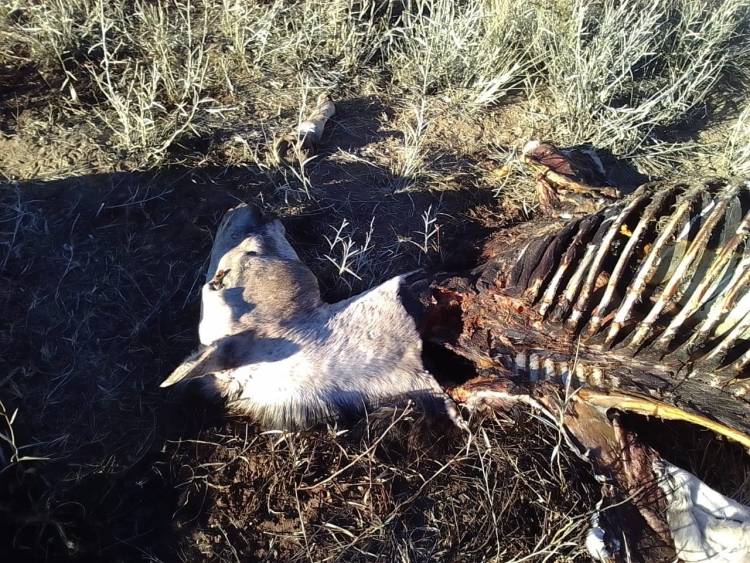 ABIGEATO SIN CONTROL