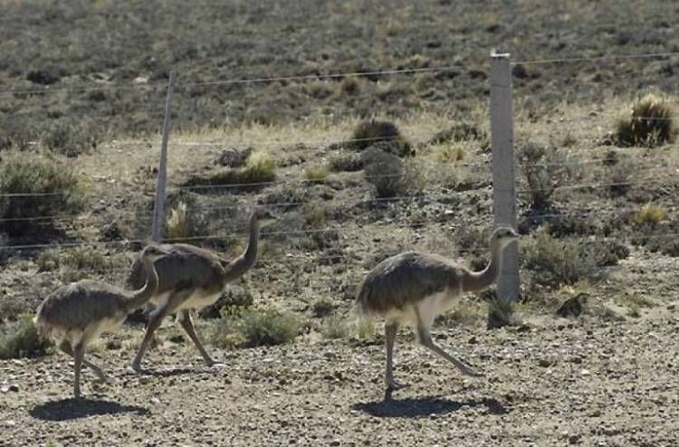 Demora por presunta caza furtiva 
