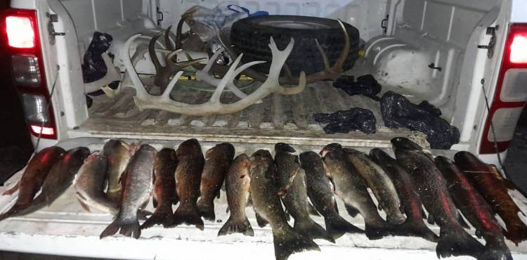 Fauna incautó truchas y astas de ciervo en la Región del Limay Medio