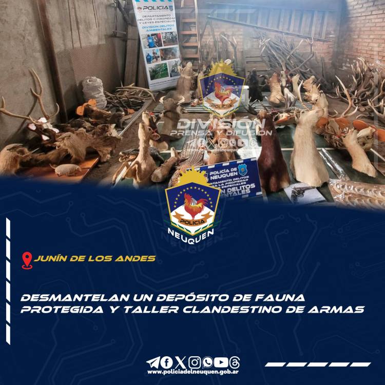 Desmantela un deposito de fauna protegida y taller clandestino de armas 