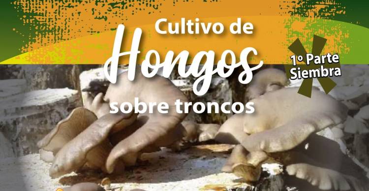 PLOTTIER Crece el Cultivo de Hongos en la Region 