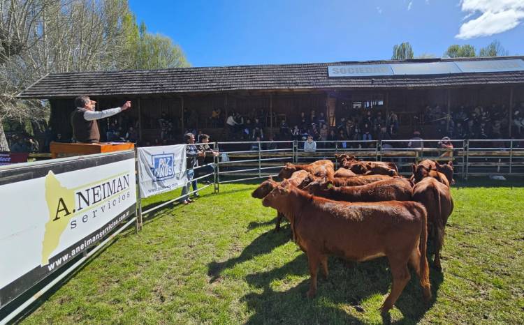 Exposición de Bovinos de Neuquén: saldrán más de 500 animales a la venta este fin de semana en Junín de los Andes 