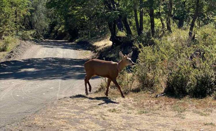 Huemul cruza desde Los Ríos al Parque Lanín luego de 30 años de ausencia en esa zona Argentina