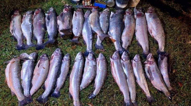 Decomisan 26 truchas y elementos de pesca ilegal 