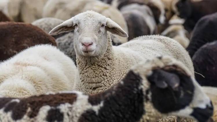 Chile suspendió las importaciones de carne de la Patagonia y enciende las alarmas en la industria frigorífica