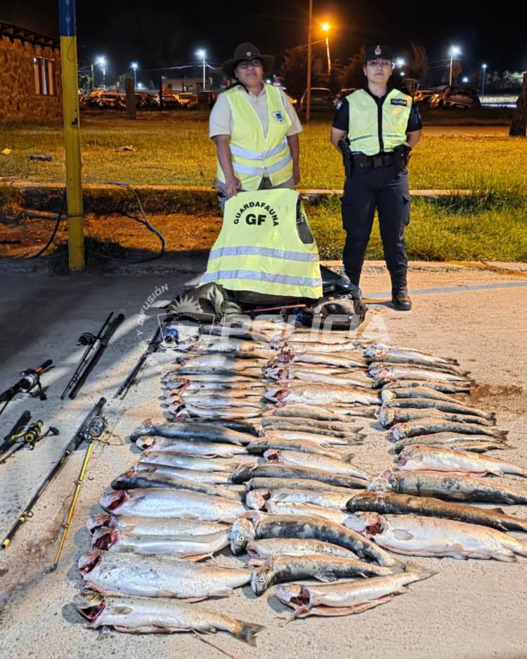 Secuestran 67 salmónidos en infracción a la ley de caza y pesca 