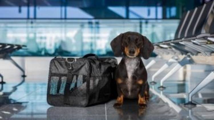 Habilitan el traslado de mascotas en micros y trenes de larga distancia