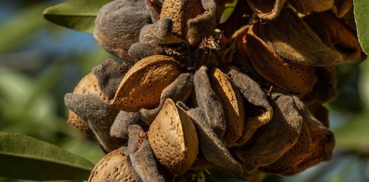 La almendra cuenta con grandes ventajas frente a otros cultivos.