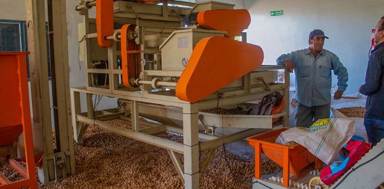 La almendra brinda la posibilidad de mecanizar la cosecha