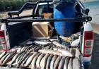Pesca ilegal: secuestraron 132 salmónidos y labraron 30 actas de infracción