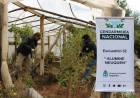 Personal Gendarmería Nacional descubrieron un vivero con plantas de marihuana en Alumine 
