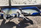 CHALLACO La Escuela Rural N.º 176 pide donaciones de tambores para construir lagunas artificiales para sus patos y gansos