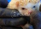Allanamiento en Cutral Co: secuestraron tres erizos africanos y un arma de fuego