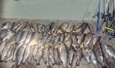 Pesca furtiva: decomisan 77 truchas a pescadores ilegales