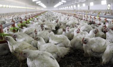 El arco narrativo de Granja Tres Arroyos: hace 15 días militaba a Milei, ahora alarma con despidos y recortes de salarios