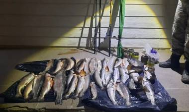 Secuestran truchas en Alicurá y detectan el faenado ilegal de una chiva en El Cholar