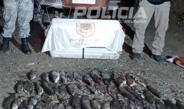 Operativo de prevención con secuestro de salmónidos