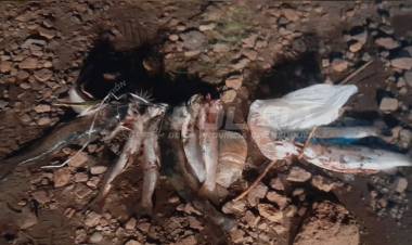 Operativo nocturno contra la pesca furtiva 