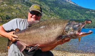 Salmón Chinook avanza en Patagonia y amenaza a truchas