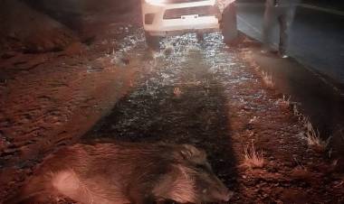 LAS LAJAS “Fue algo nunca visto”: una manada de más de 20 jabalíes provocó un fuerte accidente cerca de Huarenchenque