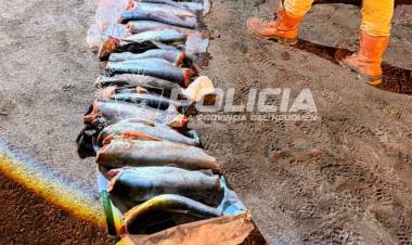 Decomisan 32 truchas por infracciones de pesca 
