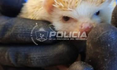 Allanamiento en Cutral Co: secuestraron tres erizos africanos y un arma de fuego