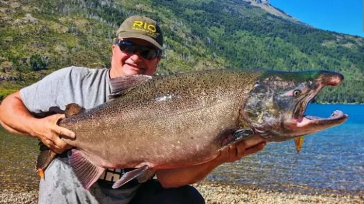Salmón Chinook avanza en Patagonia y amenaza a truchas