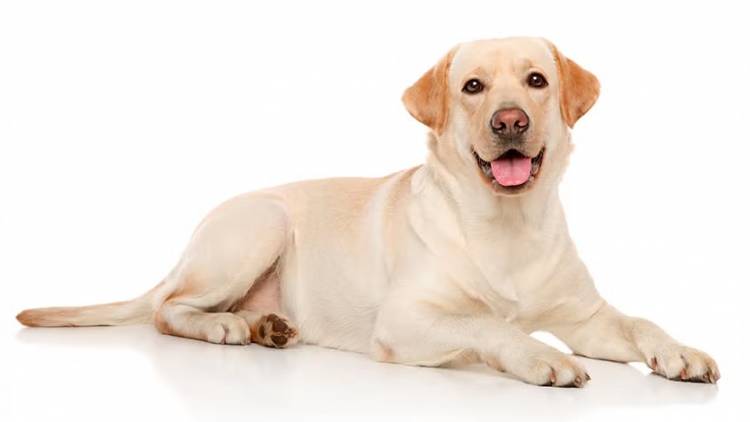 ¿Cómo frenar el desgaste físico en los perros mayores de acuerdo a su tamaño?