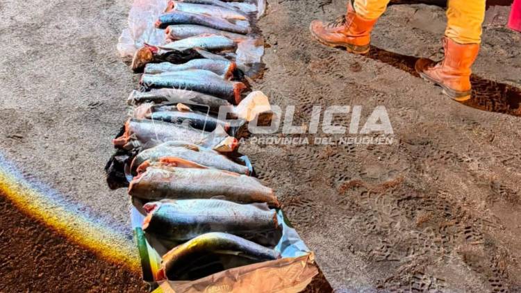 Decomisan 32 truchas por infracciones de pesca 