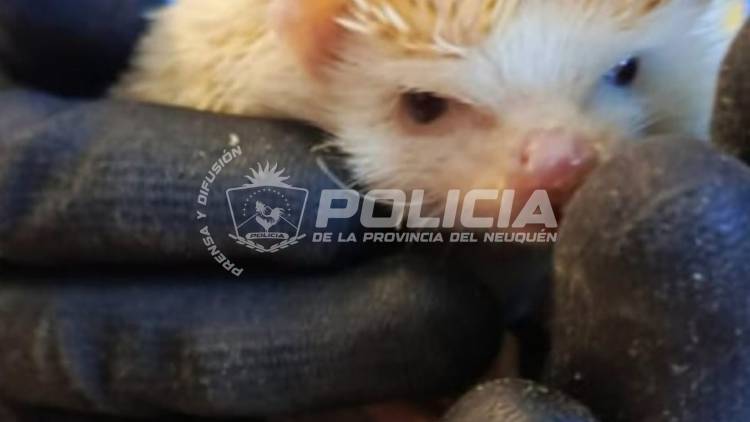 Allanamiento en Cutral Co: secuestraron tres erizos africanos y un arma de fuego