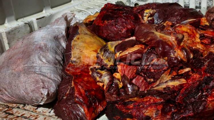 LAS COLORADAS / ZAPALA Secuestran más de 200 kilos de carne y armas en un procedimiento