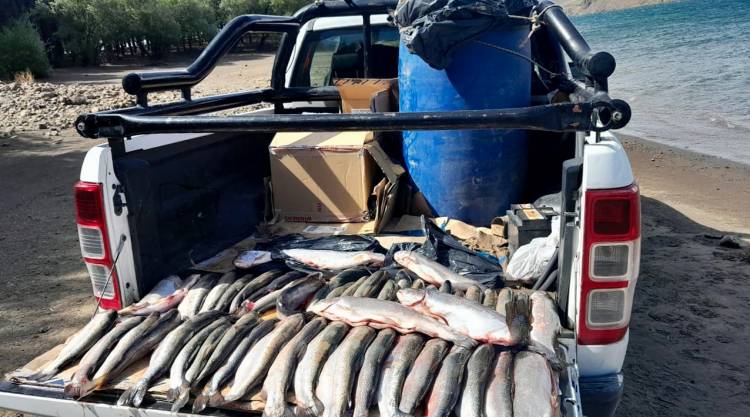 Pesca ilegal: secuestraron 132 salmónidos y labraron 30 actas de infracción