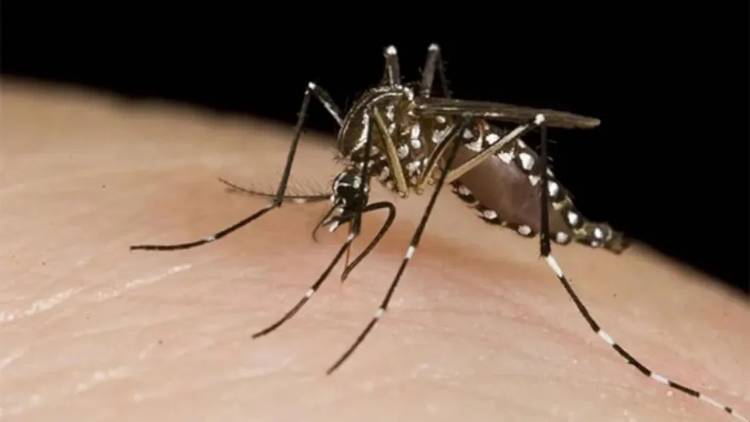 El brote de dengue no da tregua: Argentina ya registró 230 mil casos y 161 muertos