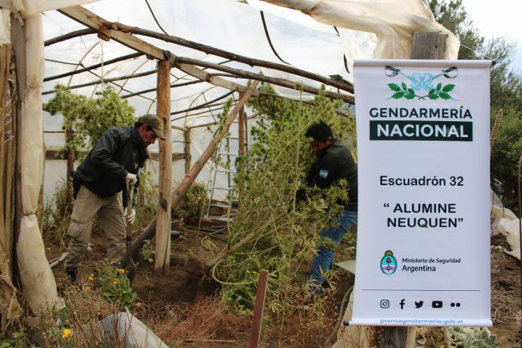 Personal Gendarmería Nacional descubrieron un vivero con plantas de marihuana en Alumine 