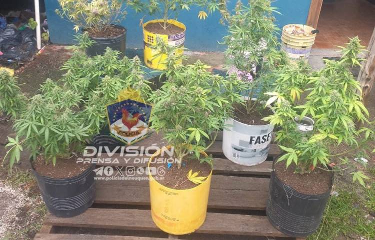 VILLA LA ANGOSTURA: Allanamiento por presuntas lesiones y secuestro de cannabis sativa 