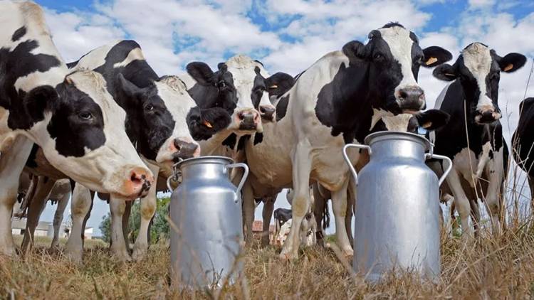 Industria láctea: quienes son las principales empresas del sector y cuántos litros de leche procesan por día
