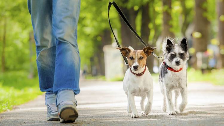 Una ordenanza regula el paseo de mascotas en espacios públicos de Plaza Huincul