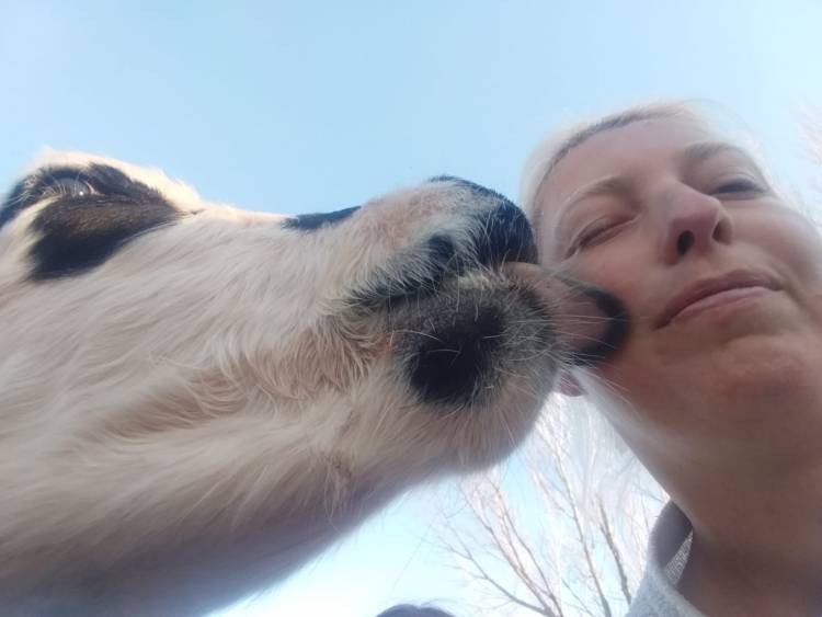 Vacas vivas en Vaca Muerta
