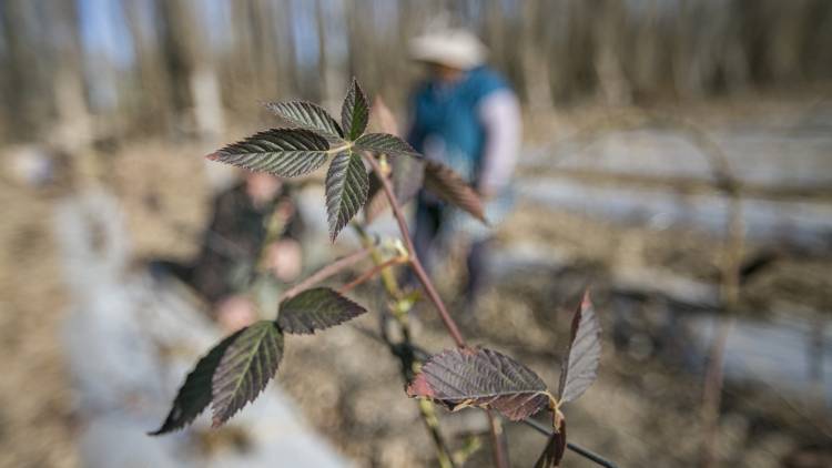 El cultivo de frutilla y frutas finas se afianza en Plottier
