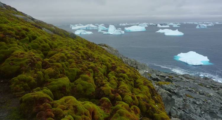 Alerta ambiental: la Antártida se está volviendo "verde" por el calentamiento global